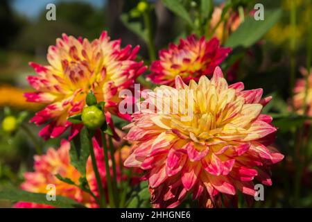 Dahlia 'Wildcat' en été. Banque D'Images