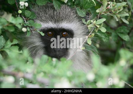 Visage de singe vervet Banque D'Images