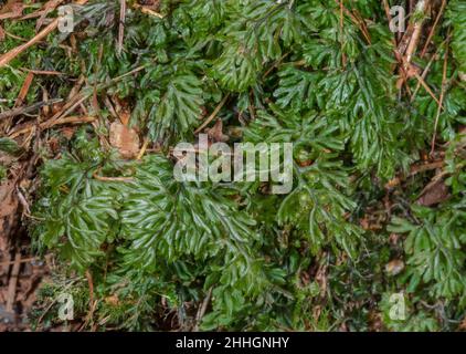De rares Tunbridge Filmy fougères dans l'habitat (Hymenophyllum tunbrigense), Hymenophyllaceae. Sussex, UK Banque D'Images