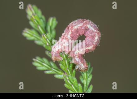 Chenille de pupille de bois de ver de forme rose (Eupithia absinthiata), Geometridae.Sussex, Royaume-Uni Banque D'Images