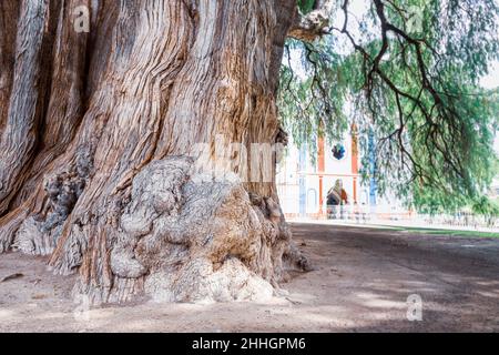 Tronc d'arbre gigantesque plus grand arbre appelé Tule. Santa Maria del tule, Oaxaca. Le Mexique Banque D'Images