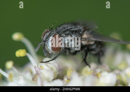 Tête de la mouche tachinide (Phryxe cf vulgaris).Parasite des lépidoptères, Tachinidae.Sussex, Royaume-Uni Banque D'Images