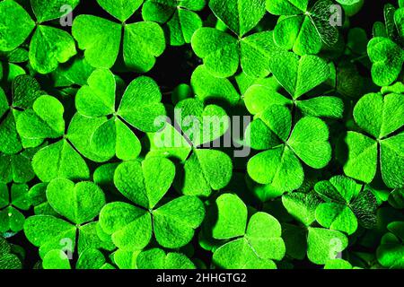 Arrière-plan avec feuilles de trèfle vertes pour la journée de Saint Patrick. Toile de fond abstraite pour le design avec un shamrock. Banque D'Images