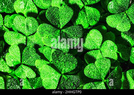 Arrière-plan avec feuilles de trèfle vertes pour la journée de Saint Patrick.Toile de fond abstraite pour le design avec un shamrock couvert de gouttes de rosée. Banque D'Images