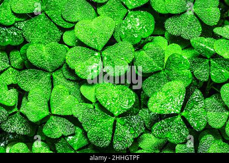 Arrière-plan avec feuilles de trèfle vertes pour la journée de Saint Patrick.Toile de fond abstraite pour le design avec un shamrock couvert de gouttes de rosée. Banque D'Images