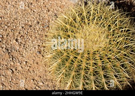 Gros plan du cactus jaune et vert dans le désert du sud de la californie, copier l'espace Banque D'Images