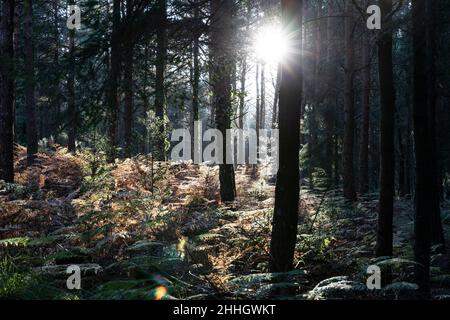 Sun shining through trees in forest Banque D'Images