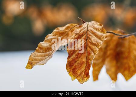 gros plan des feuilles sèches sur une branche en hiver Banque D'Images