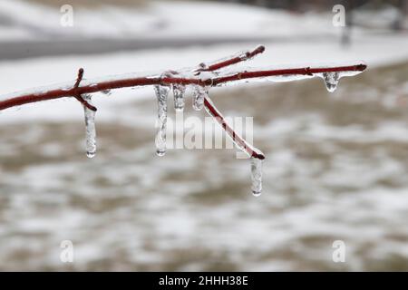 Branche recouverte de glace après une pluie verglaçante ou un brouillard Banque D'Images