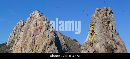 Des vautours survolant les rochers de Salto del Gitano.Parc national de Monfrague, Caceres, Estrémadure, Espagne Banque D'Images