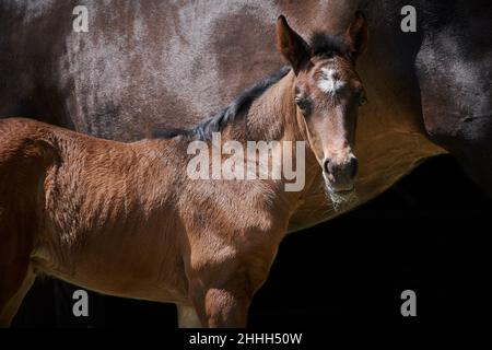 Vue rapprochée d'un nouveau-né de la poulain brun avec mère de cheval isolée sur fond noir. Banque D'Images