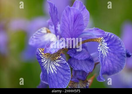 Gros plan sur la fleur de l'iris lilas-bleu.Iris sibérien (Iris sibirica) dans le jardin. Banque D'Images