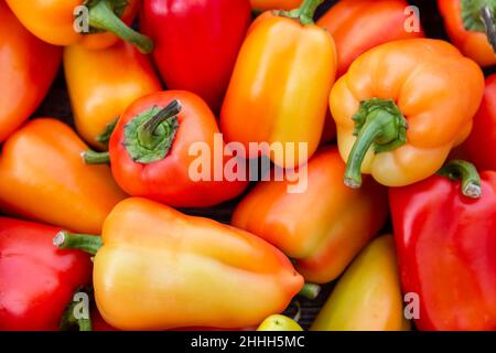 Grande pile de poivrons rouges orange frais bio (Capsicum).Fond de nourriture naturelle Banque D'Images