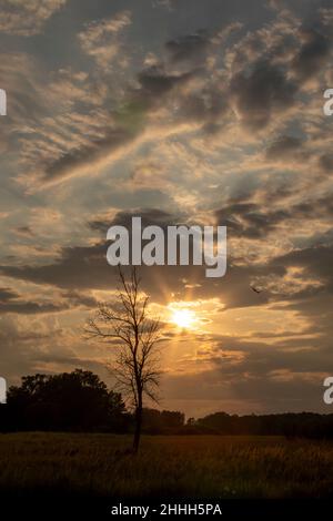 Silhouette d'arbre au coucher du soleil avec le coucher du soleil à travers les nuages Banque D'Images