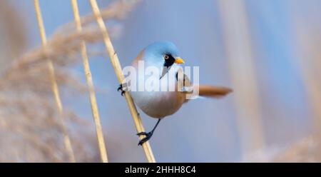 Belle scène de nature avec le Panurus Bearded Parrotbill, la meilleure photo. Banque D'Images