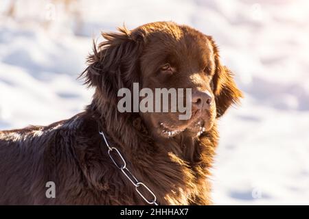Terre-Neuve chien à tête brune regardant autour en hiver ensoleillé jour Banque D'Images