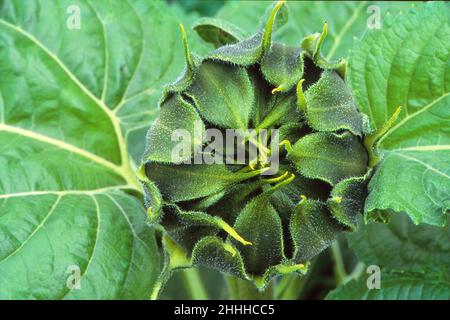 Gros plan d'un bourgeon de tournesol fermé, Helianthus annuus Banque D'Images