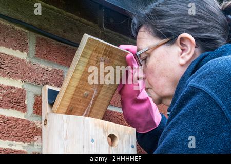 Femme se préparant à nettoyer une boîte de nid prête à l'emploi au printemps prochain. Banque D'Images