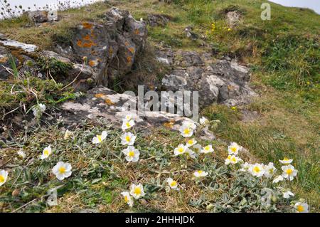 Roche blanche sauvage- rosiers'Helianthemum apenninum'croissant en abondance sur Brean Down, Somerset Banque D'Images