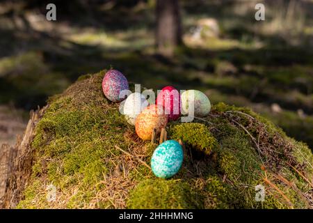 Sechs farbiche Ostereier im Wald Banque D'Images