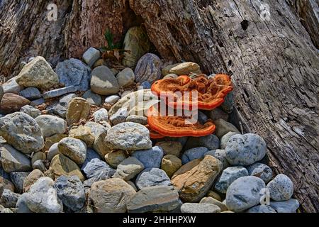 Un gros plan d'un champignon orange niché dans un jardin de rochers par une souche.Un décomposeur de pourriture blanche.Il est non comestible, toxique. Banque D'Images