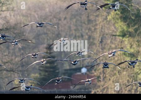 Un troupeau de Bernaches du Canada en vol et débarquant sur un lac au Royaume-Uni. Banque D'Images