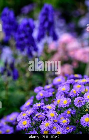 Aster novae-angliae violet dôme,fleur pourpre,Aconitum Newry Bleu,fleurs,asters,vivaces,fin de l'été,automne,plantation mixte,jardins,jardin Banque D'Images