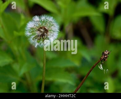 Gros plan d'un Dandelion délicat entier et un thats disparu et seule la tige est laissée.Sur fond vert. Banque D'Images