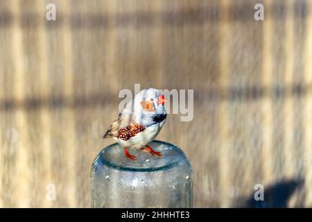 finch zébré australien domestiqué, Taeniopygia castaanotis, Pajarera, cage à oiseaux, jardin de l'île, Aranjuez, Madrid, Espagne Banque D'Images