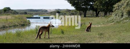 Deux jeunes renards rouges, les plus grands des vrais renards, marchant et s'asseyant dans une dune près d'Amsterdam Banque D'Images