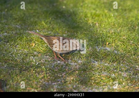 Prunella modularis nid dans l'alimentation sur le jardin pelouse givrée Ringwood Hampshire Angleterre Banque D'Images