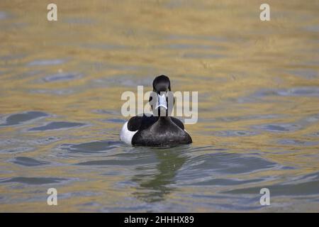 Canard touffeté Aythya fuligula nage masculine, réserve naturelle RSPB de Radipole Lake, Weymouth, Dorset, Angleterre Banque D'Images