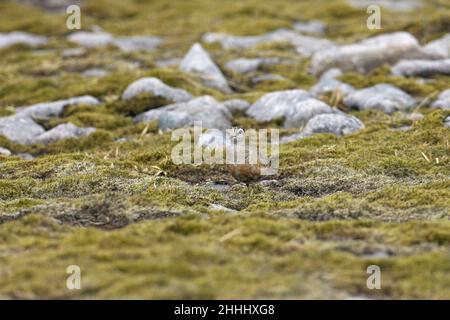 Le dotterel eurasien Charadrius morinellus mâle marchant sur la végétation montagnarde mossy, Carn Ban Mor, Parc national de Cairngorms, Écosse Banque D'Images