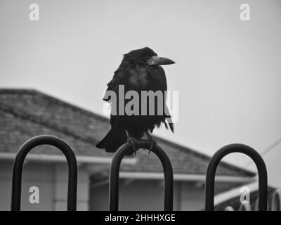 Gros plan d'un corbeau sur une clôture en noir et blanc Banque D'Images