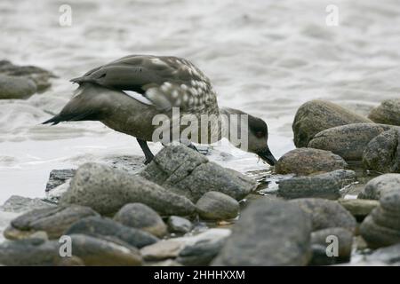 Canard à crête Lophonetta spécularioides mâle se nourrissant sur le rivage rocheux des îles Falkland Banque D'Images