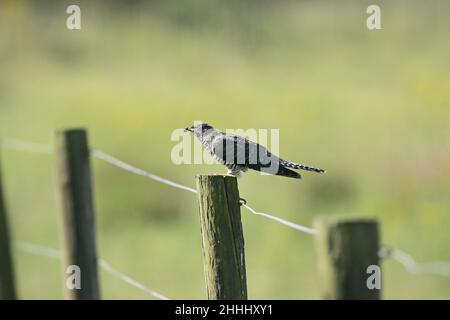 Cuckoo Cuculus canorus commun se nourrissant de jeunes juvéniles sur la chenille de Tyria jacobaae de la teigne de Cinnabar au poste de clôture pendant sa migration vers le sud Banque D'Images