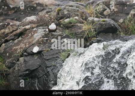 Croch à gorge blanche includes includes avec nourriture pour les jeunes qui approchent nid près de la chute d'eau, île de Mull, Écosse Banque D'Images