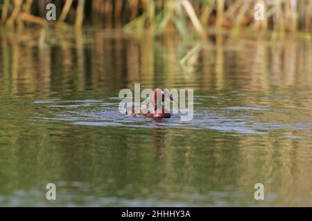 Canard ferrugineux Aythya nyroca adulte homme natation dans la piscine près de Tiszaalpar Hongrie Banque D'Images