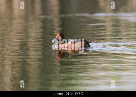 Canard ferrugineux Aythya nyroca adulte homme natation dans la piscine près de Tiszaalpar Hongrie Banque D'Images