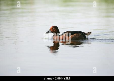 Canard ferrugineux Aythya nyroca adulte homme natation dans la piscine près de Tiszaalpar Hongrie Banque D'Images