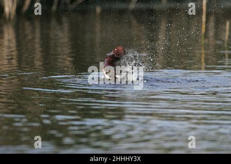 Canard ferrugineux Aythya nyroca adulte homme baignade dans la piscine près de Tiszaalpar Hongrie Banque D'Images