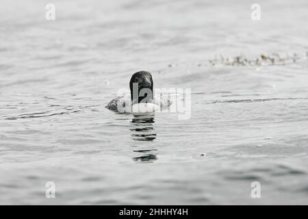 Grand plongeur du nord Gavia immer en été partiel plumage natation sur la mer, Loch Scridain Isle of Mull Scotland UK Banque D'Images