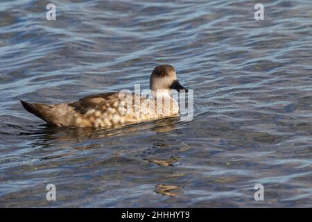 Canard à crête Lophonetta spécularioides spécularioides nageant en mer, îles Falkland Banque D'Images