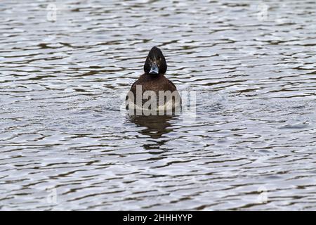 Canard touffeté Aythya fuligula, femme, Pensthorpe nature Park, Norfolk, Angleterre,Royaume-Uni, février 2018 Banque D'Images