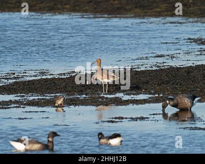 Le coursier eurasien Numenius arquata sur la boue couverte d'algues au bord du lac Mount, Keyhaven Marshes, Hampshire, Angleterre, Royaume-Uni,Novembre 2020 Banque D'Images