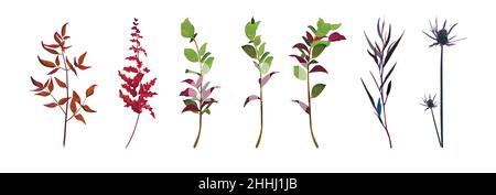 Agonis Ruscus salal Astilbe Thistle flower designer pod feuillage feuilles différentes branches naturelles tropicales en éléments de style aquarelle collection set Illustration de Vecteur