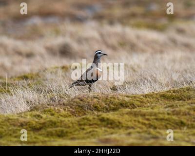 Le dotterel eurasien Charadrius morinellus Cairngorms National Park, région des Highlands, Écosse, Royaume-Uni, mai 2021 Banque D'Images