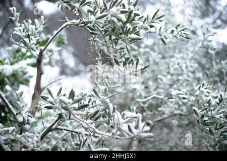 La neige tombe sur un jardin méditerranéen.Oliviers couverts de neige.Mise au point sélective. Banque D'Images