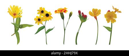 Ensemble de fleurs vectorielles collection: Fleurs diverses fleurs Primrose Daisy, petite tournesol Calendula orange marigold fleurs, feuilles.Jaune orange rouge GR Illustration de Vecteur