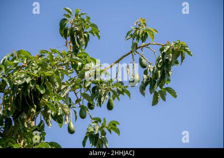 Fruits biologiques verts mûrs de l'avocat accrochés à la plantation d'arbres de l'avocat Banque D'Images